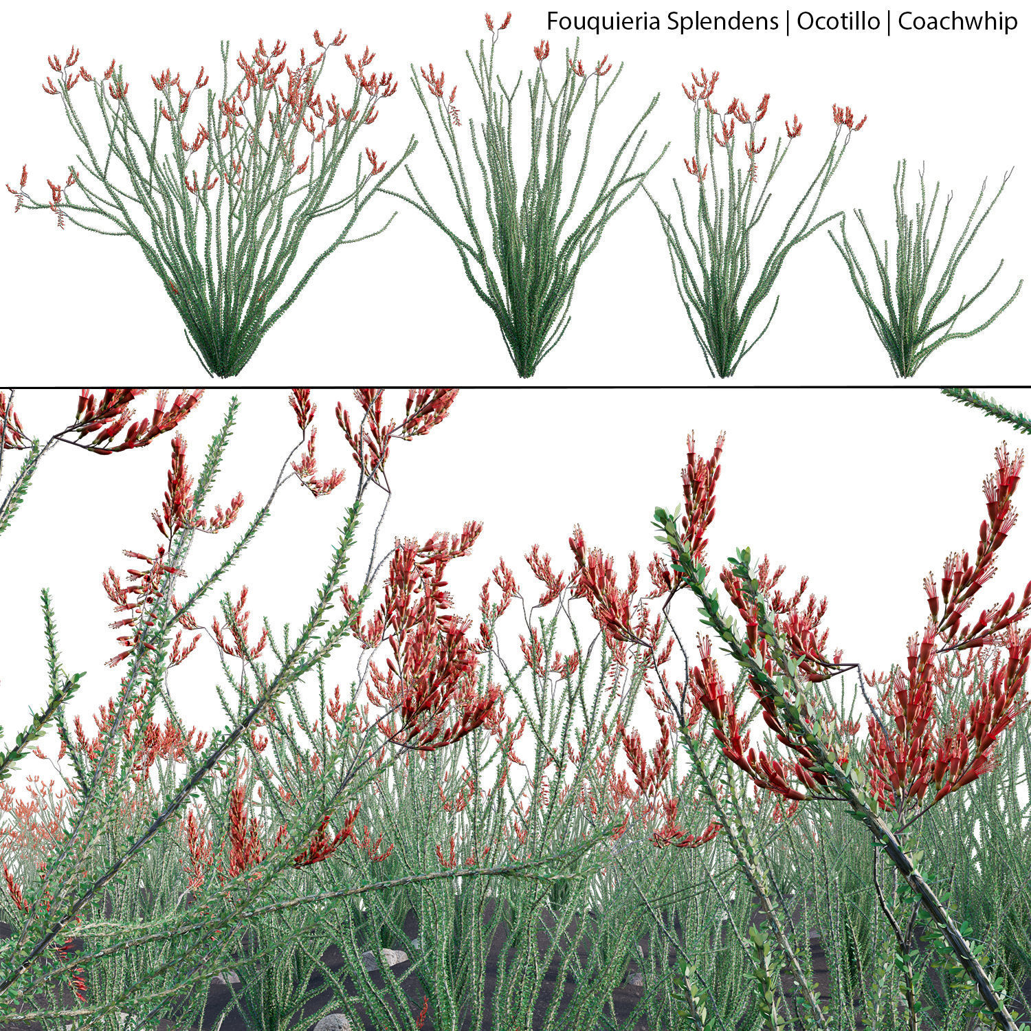 Fouquieria Splendens - Ocotillo 3D model_1
