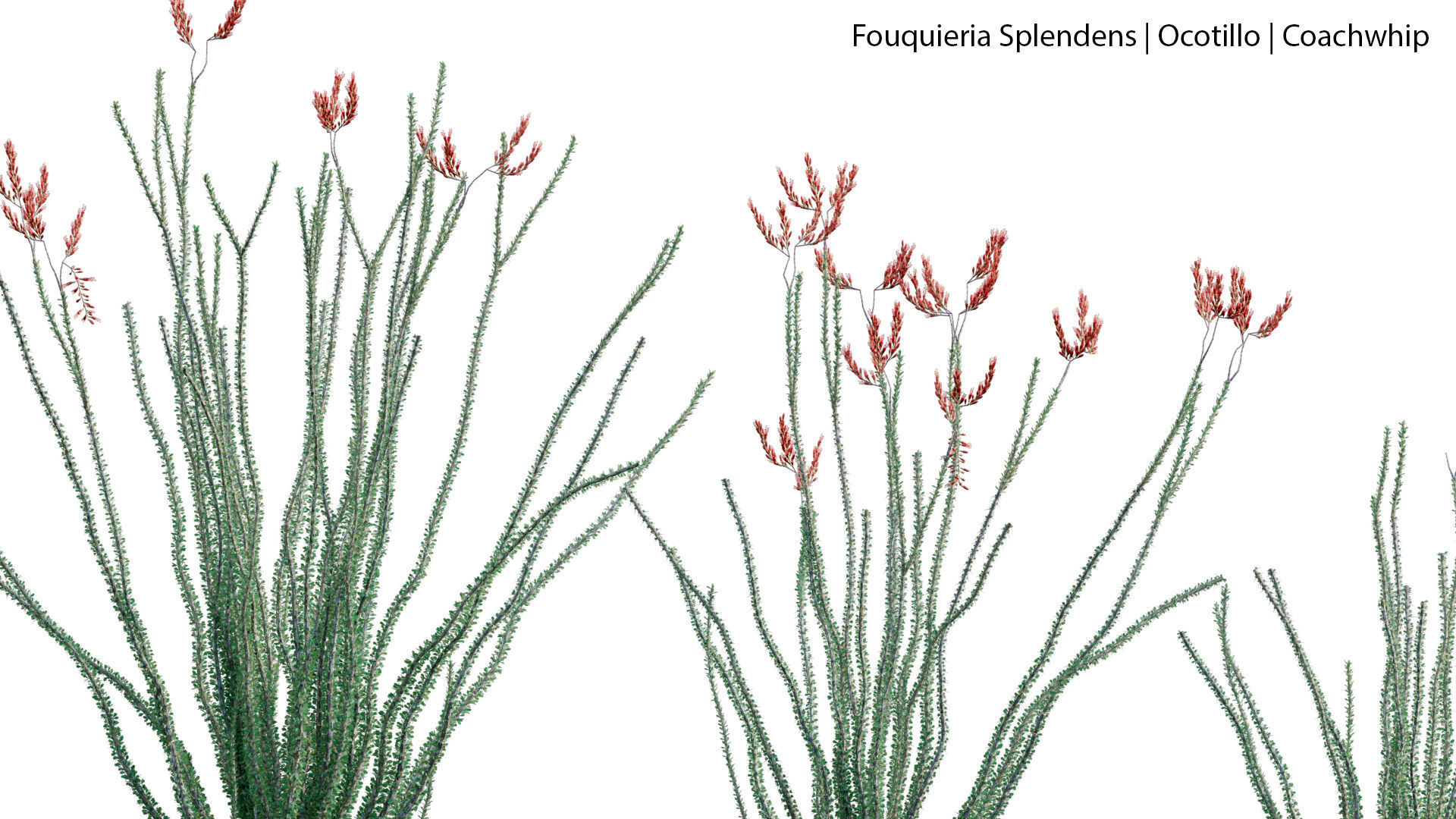 Fouquieria Splendens - Ocotillo 3D model_5