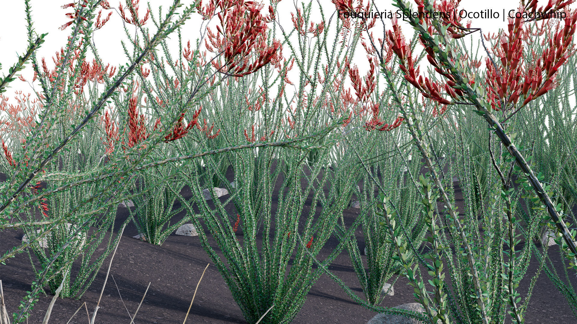 Fouquieria Splendens - Ocotillo 3D model_7