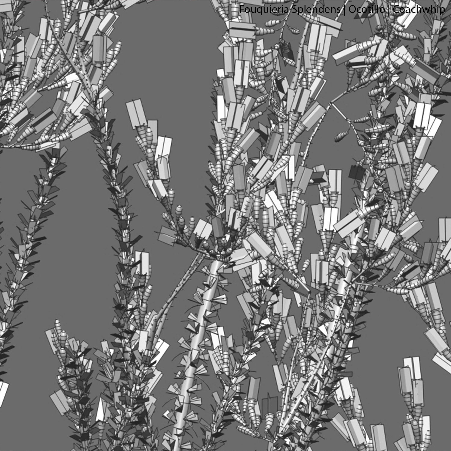 Fouquieria Splendens - Ocotillo 3D model_3