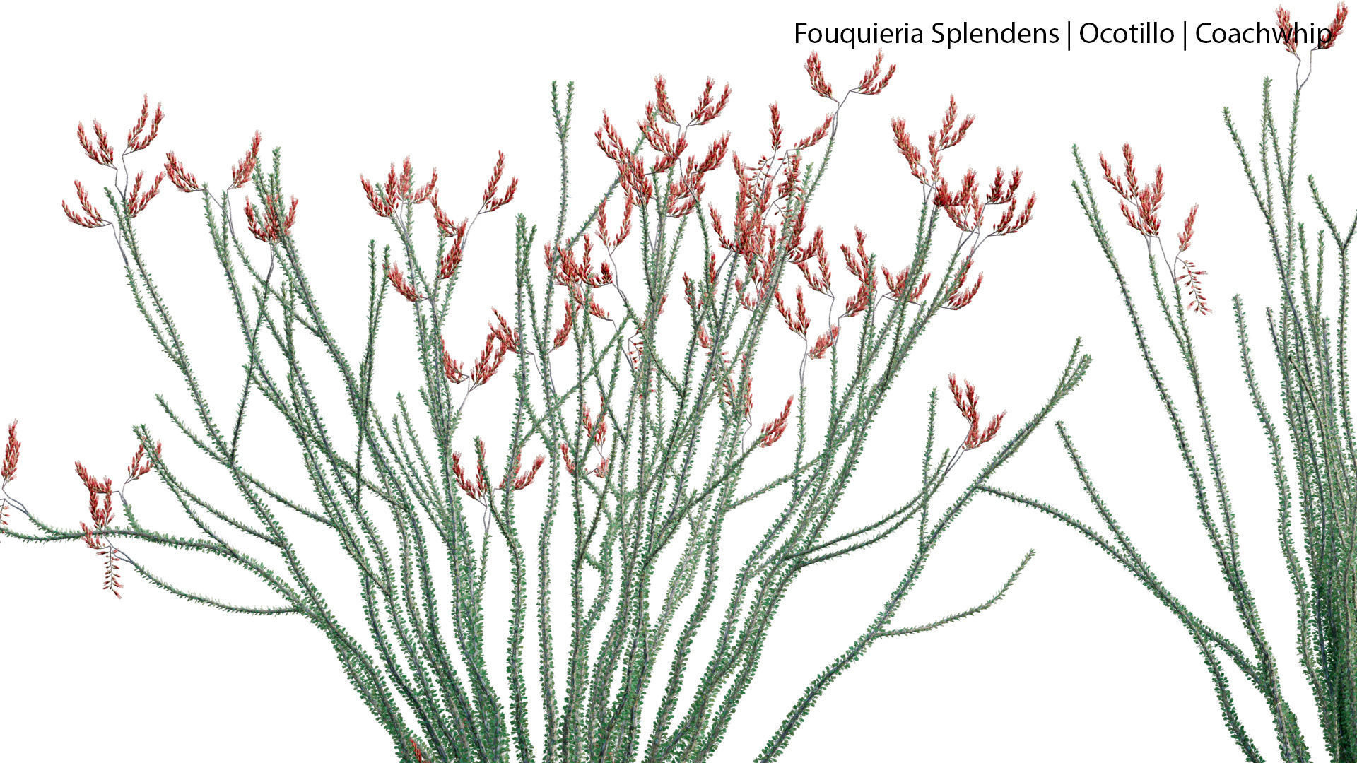 Fouquieria Splendens - Ocotillo 3D model_4