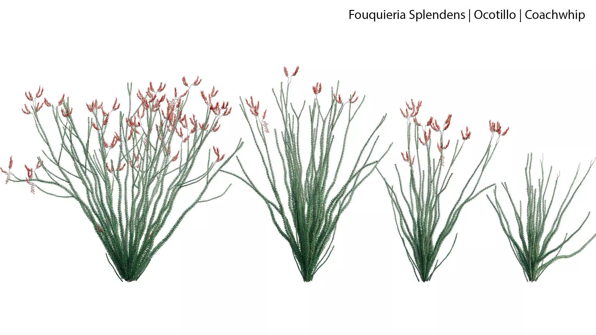 Fouquieria Splendens - Ocotillo 3D model_0