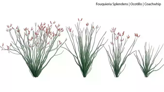 Fouquieria Splendens - Ocotillo