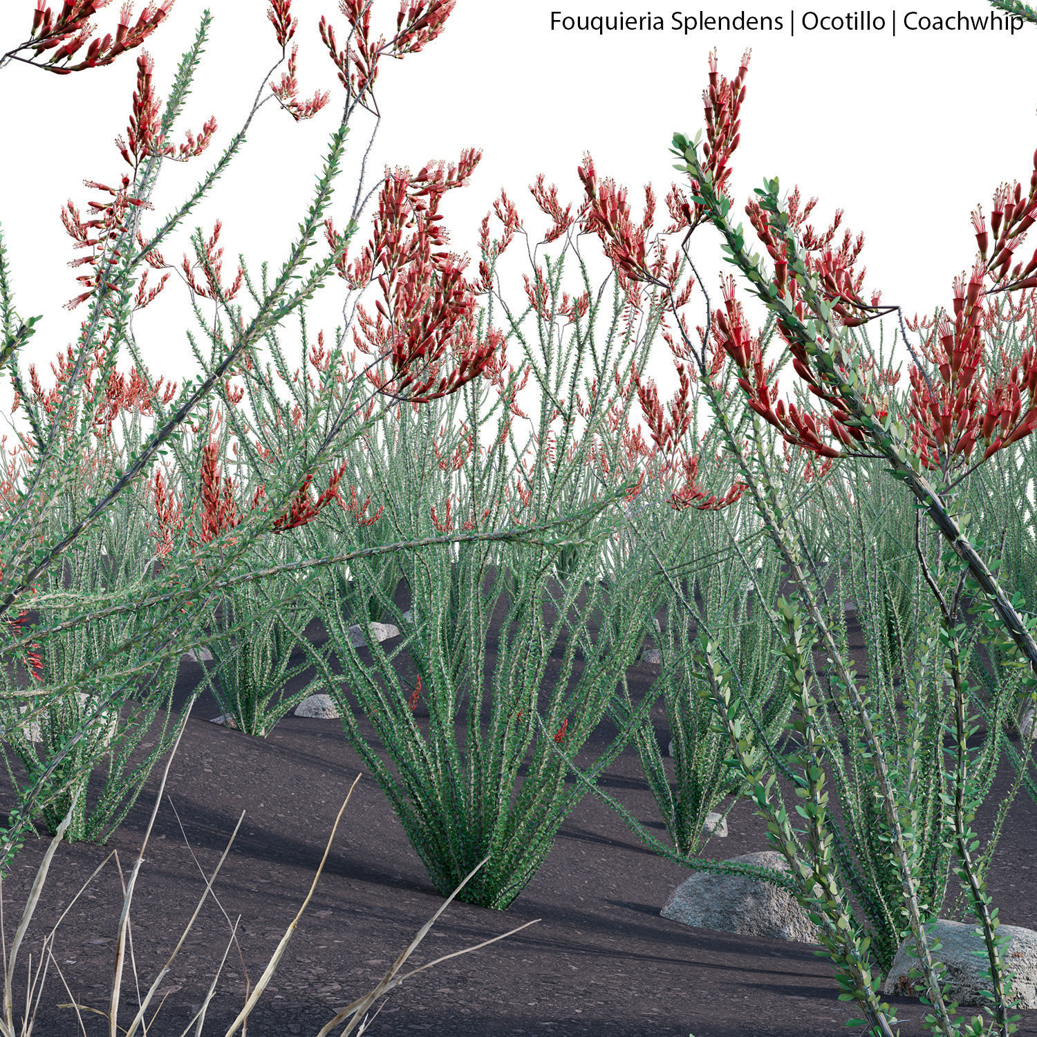 Fouquieria Splendens - Ocotillo 3D model_2