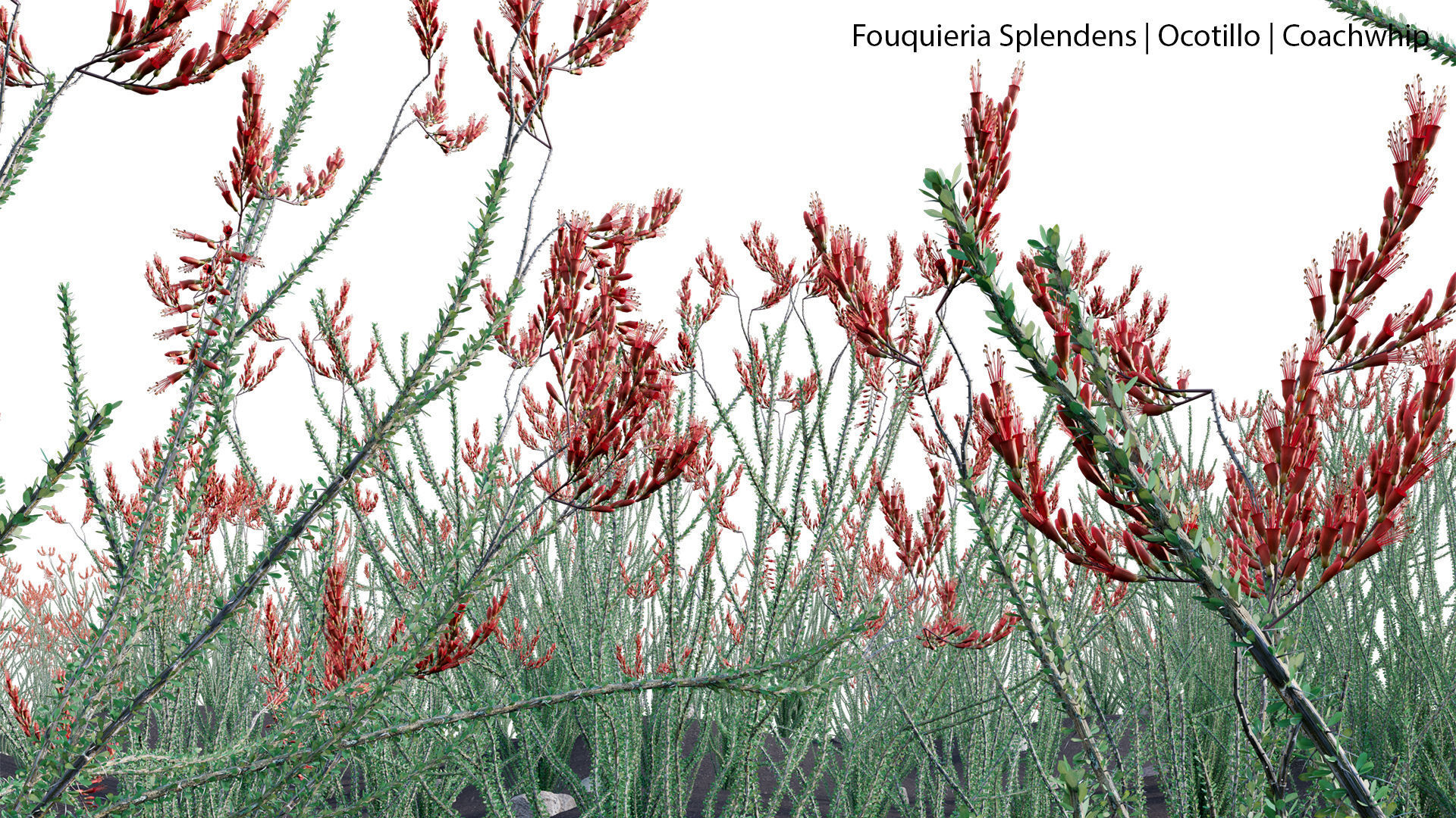 Fouquieria Splendens - Ocotillo 3D model_6