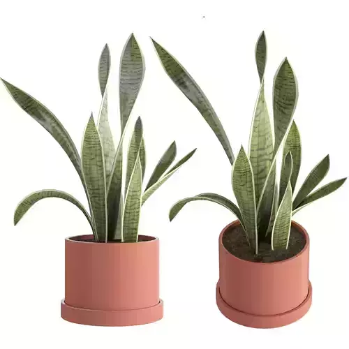 Snake Plant - Sansevieria 2