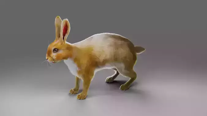 Fur Gray Rabbit NO Rigged  Low-poly 3D model