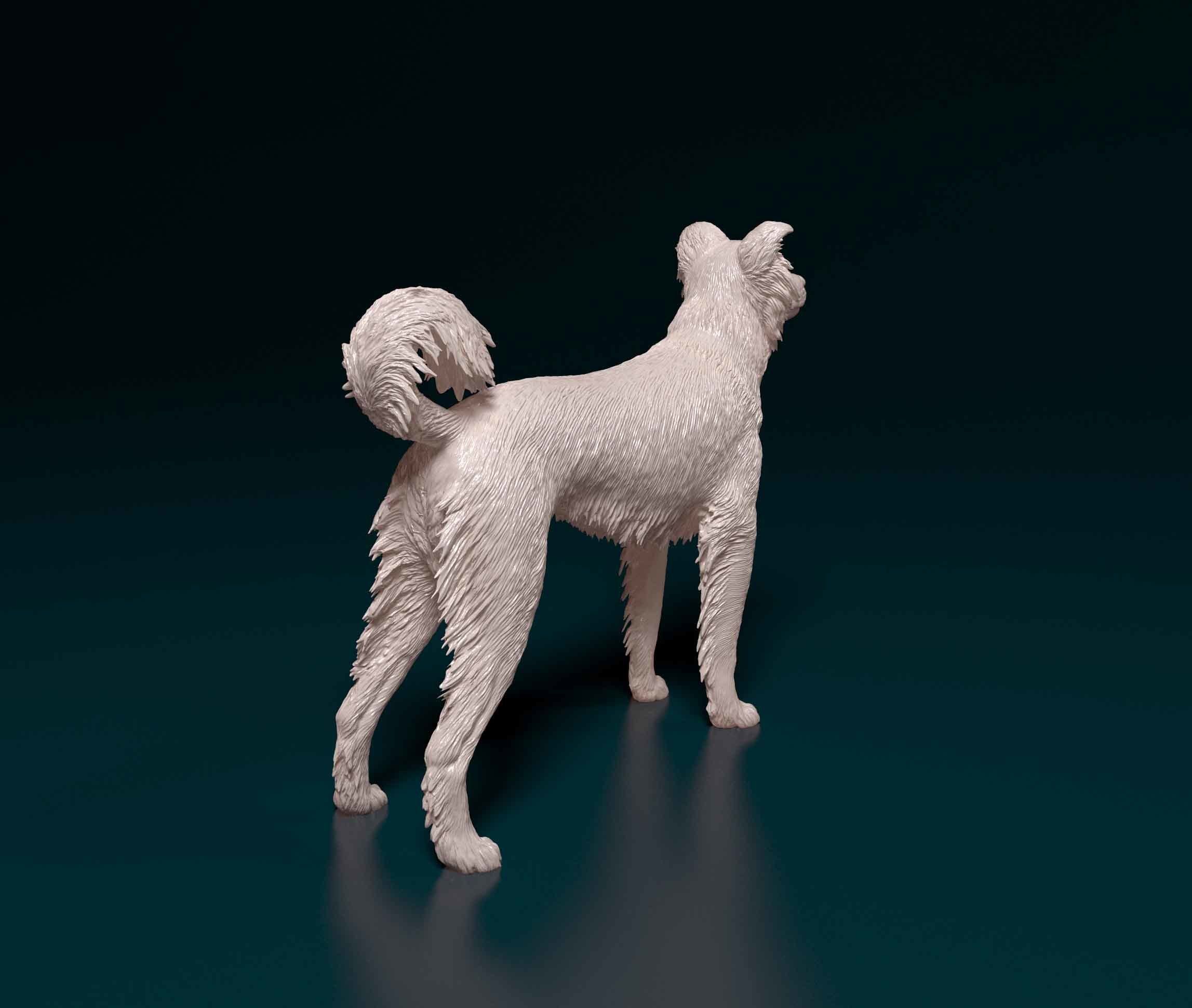 Border Collie cross 3D print model_2