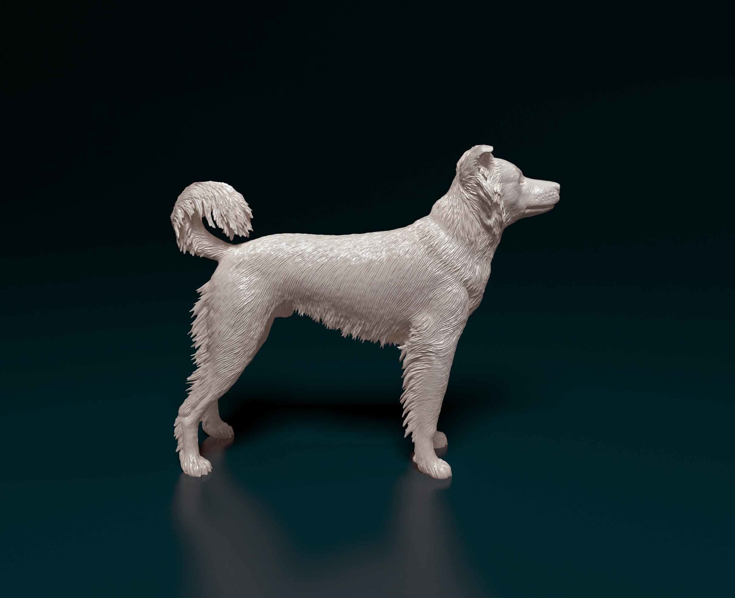 Border Collie cross 3D print model_1