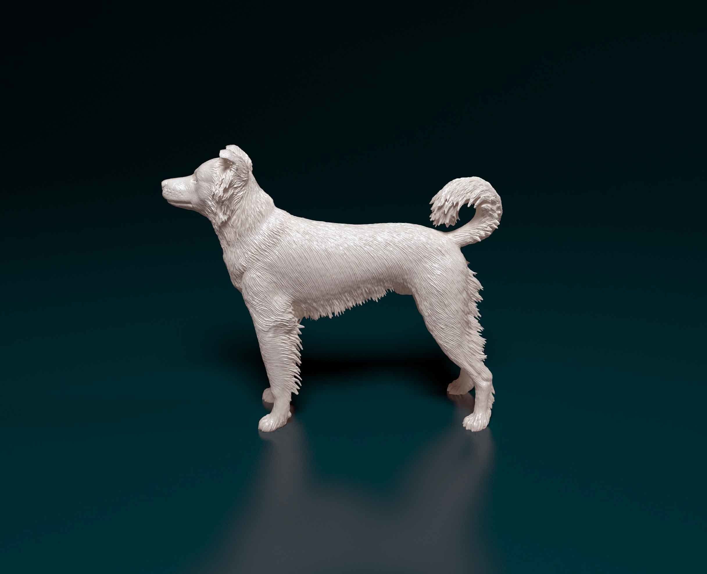 Border Collie cross 3D print model_5