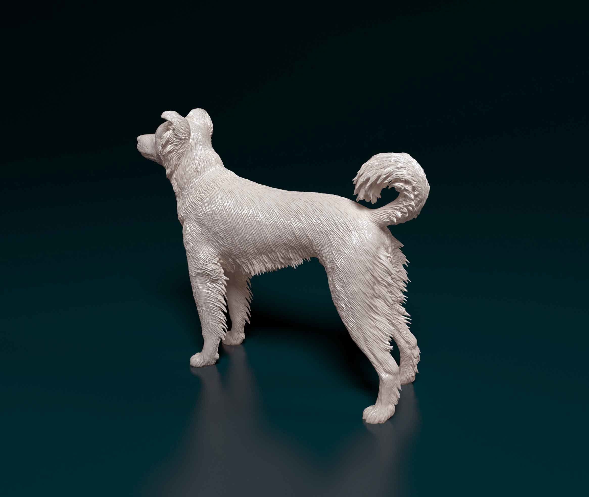 Border Collie cross 3D print model_4