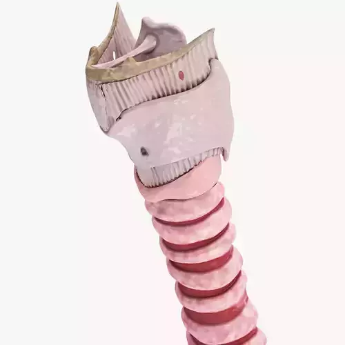 Larynx
