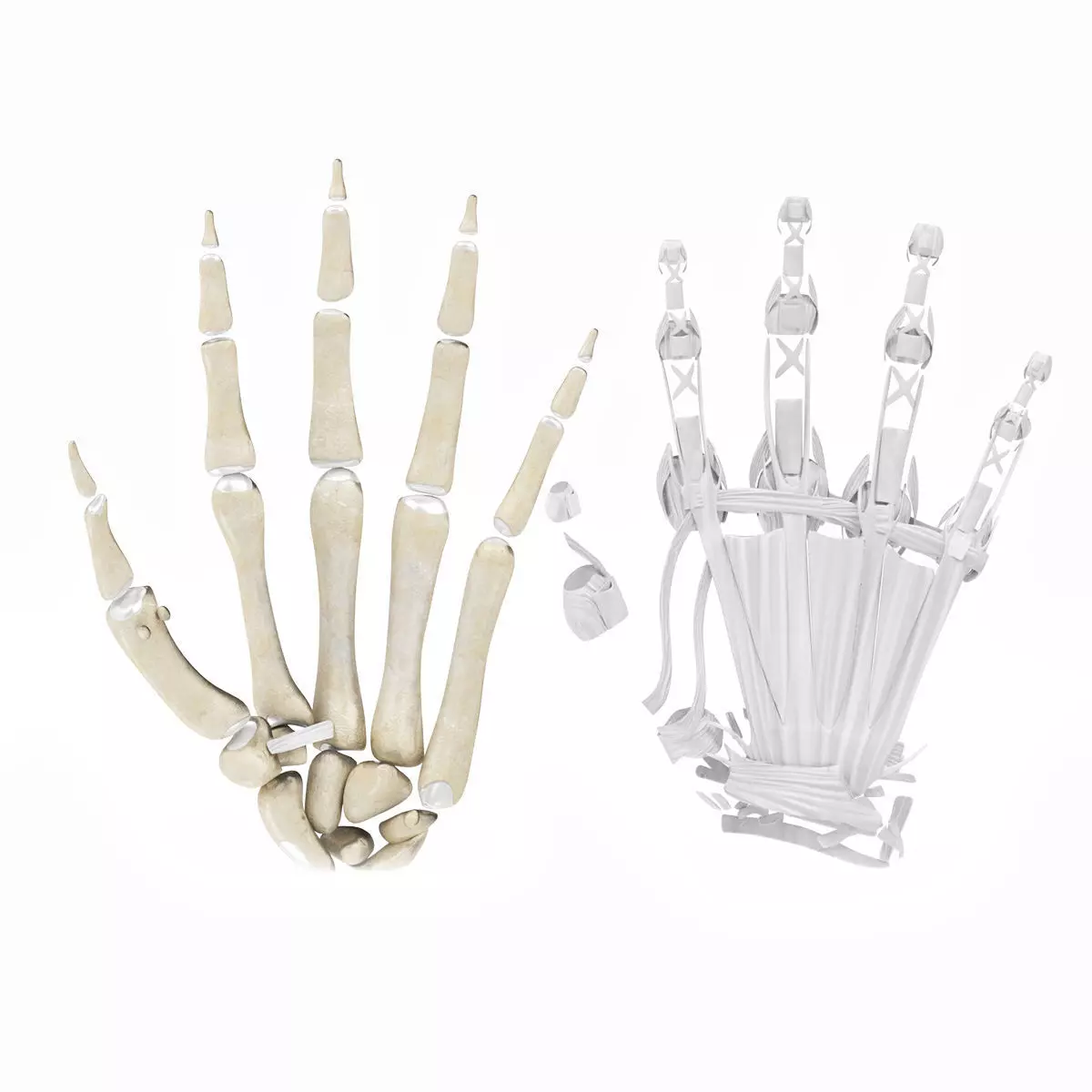 Hand Bones with Ligaments Low-poly 3D model