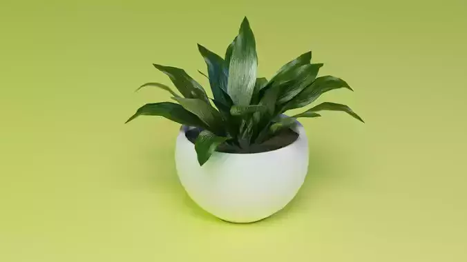Aspidistra indoor plant PBR Ready for Unreal Engine 5