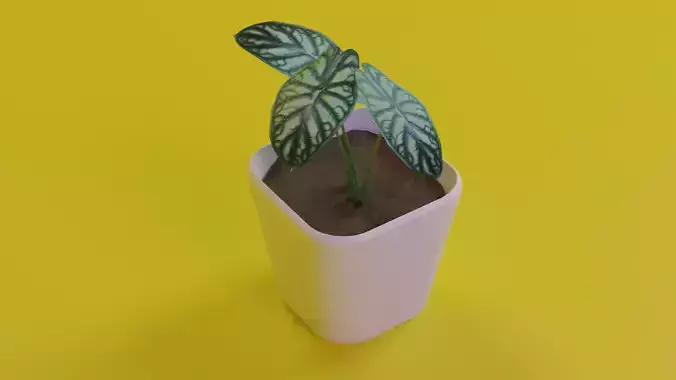 Dragon Scale Alocasia Baginda indoor plant PBR