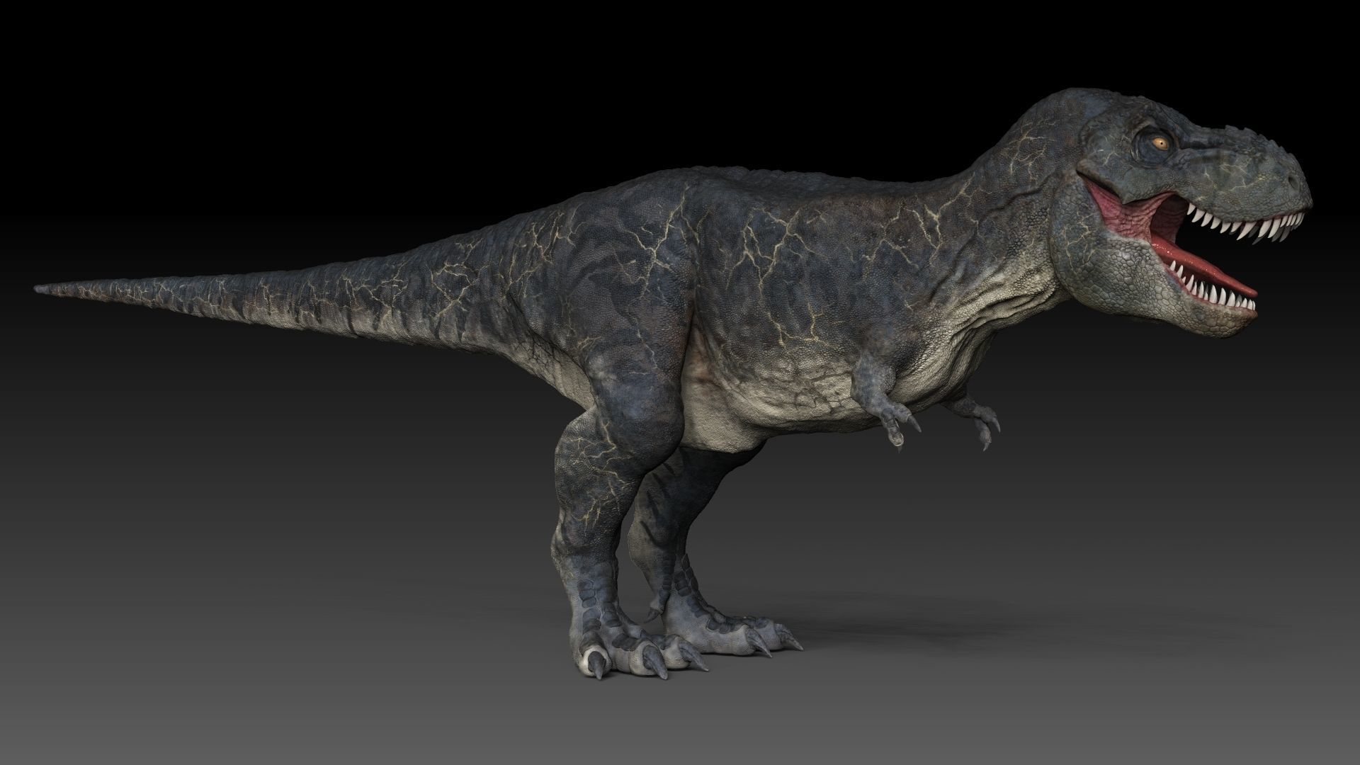 Dinosaur T Rex -Tyrannosaurus Rex Sue Sculpt Project 3D model_12