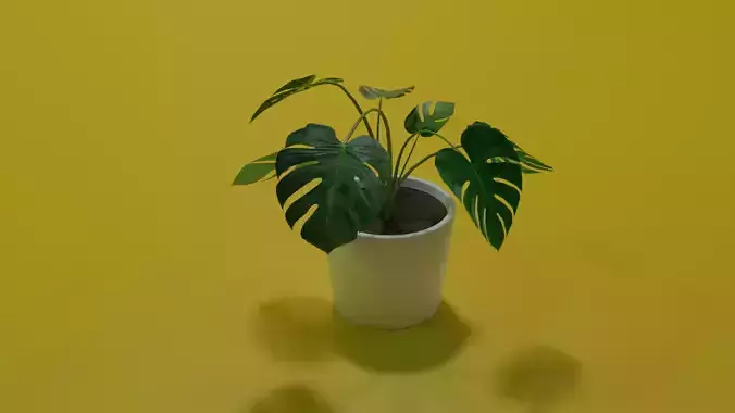 Monstera indoor plant PBR Ready for Unreal Engine 5