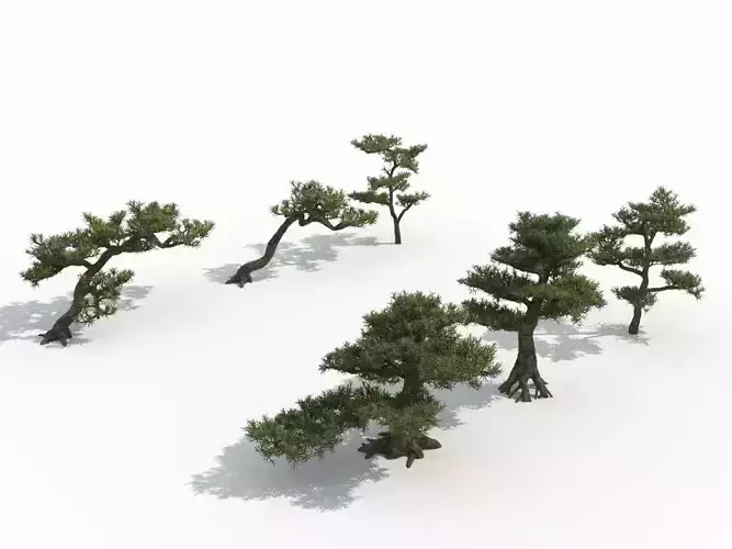 Podocarpus japanese bonsai trees 3D model