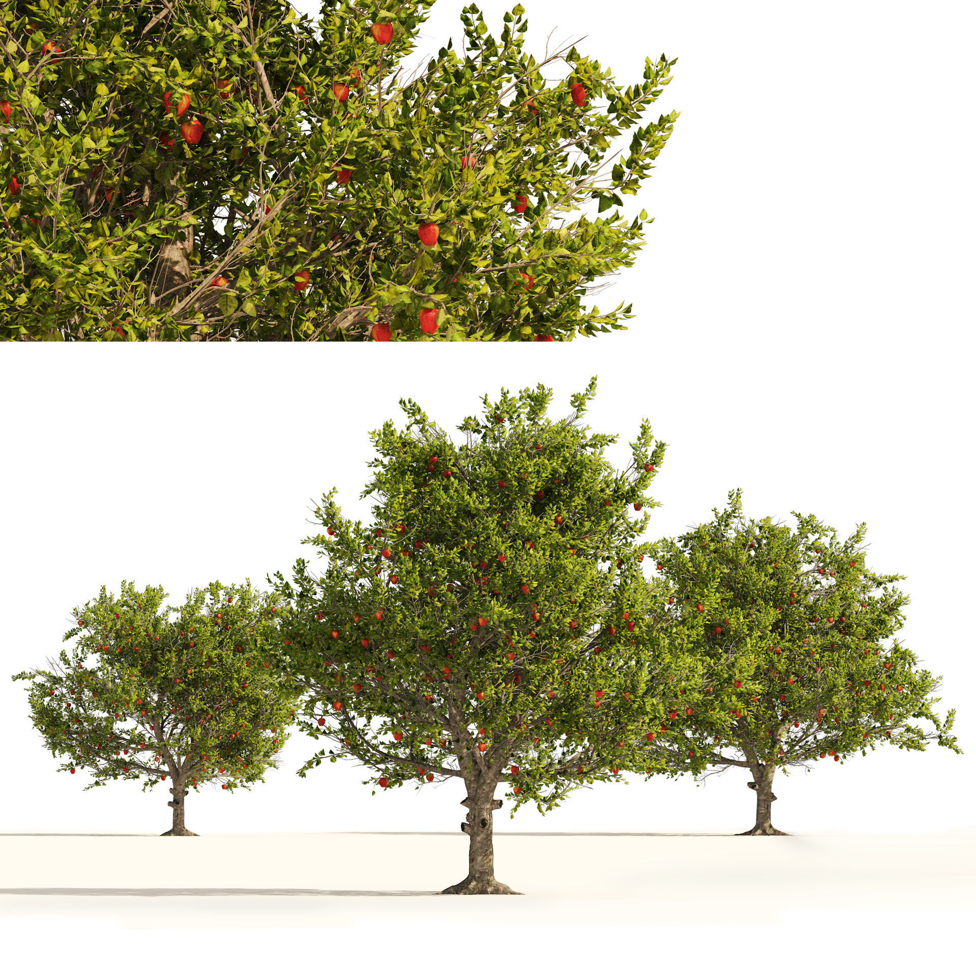 3 Apple trees with apple fruits 3D model_3