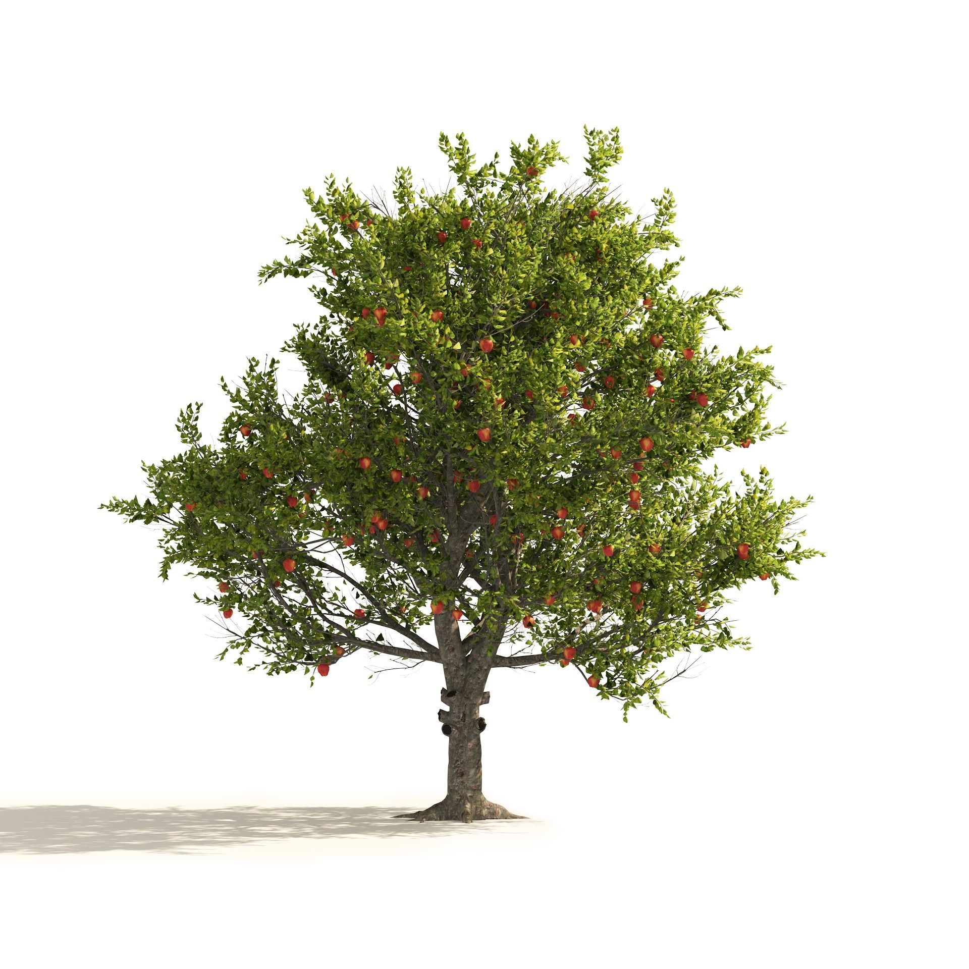 3 Apple trees with apple fruits 3D model_6