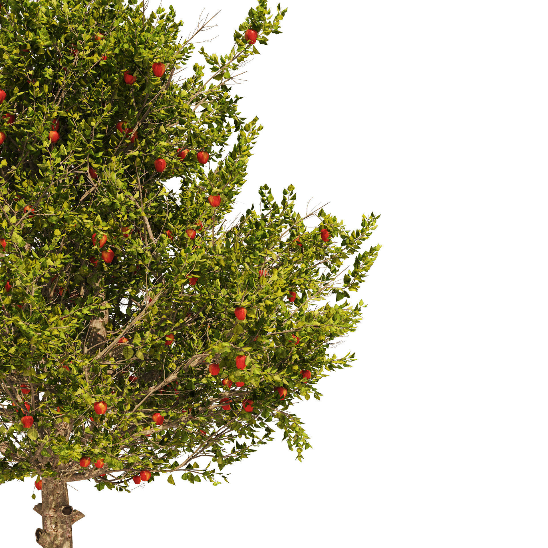 3 Apple trees with apple fruits 3D model_2