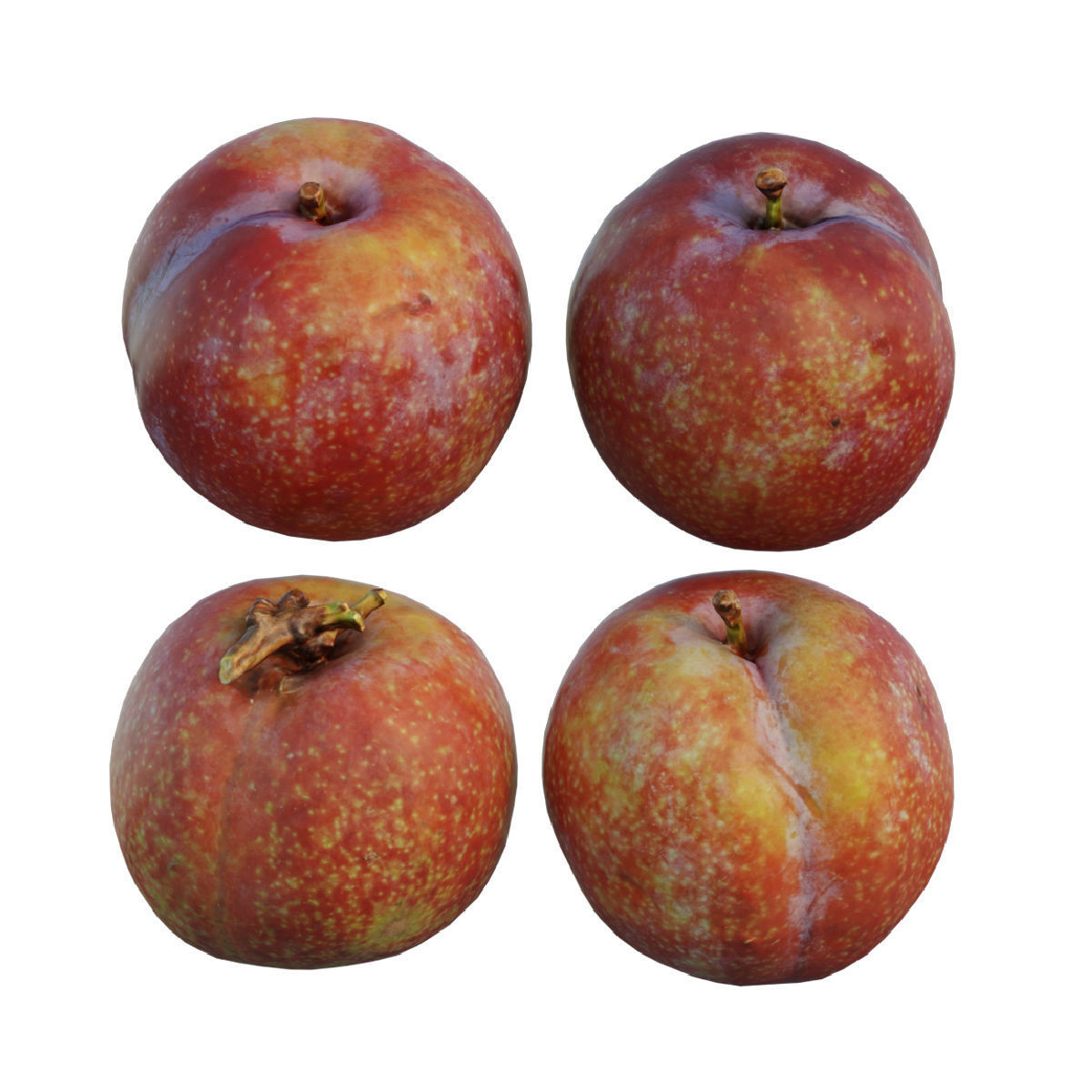 plum 04 3D model_1