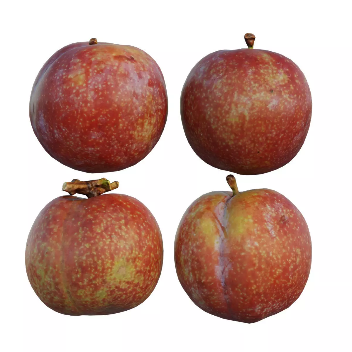 plum 04 3D model_0