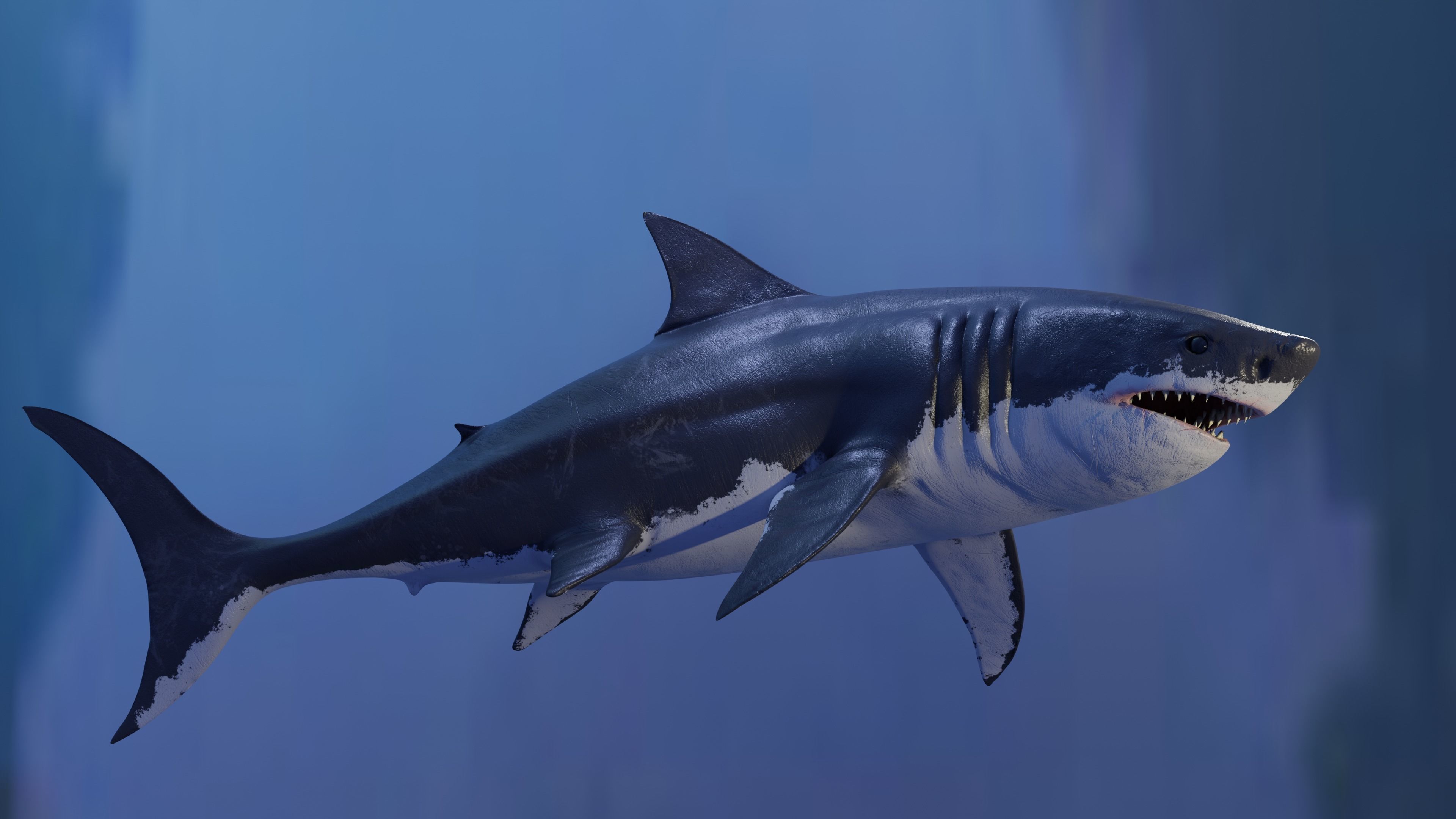 White Shark Animated OldModel Low-poly 3D model_4