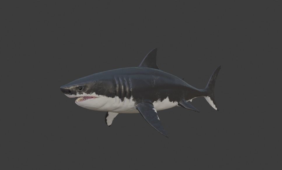 White Shark Animated OldModel Low-poly 3D model_8