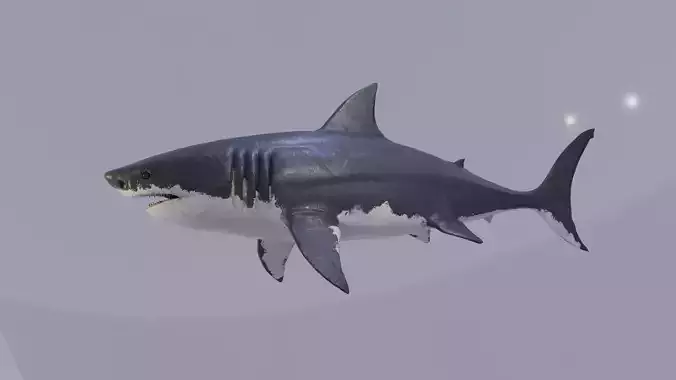 White Shark Animated OldModel Low-poly 3D model