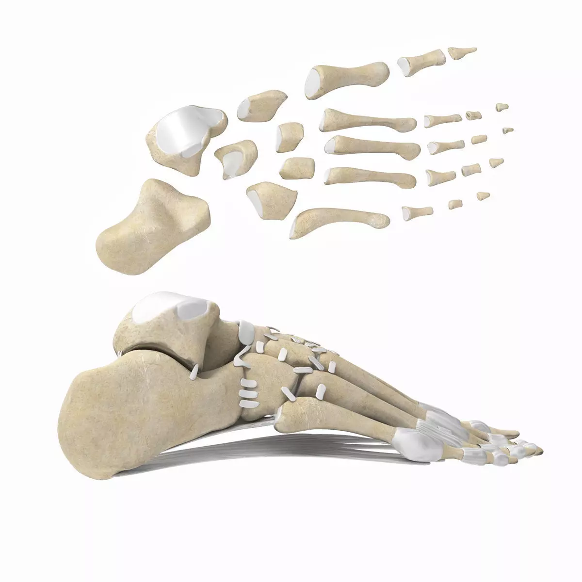 Foot Bones with Ligaments Low-poly 3D model