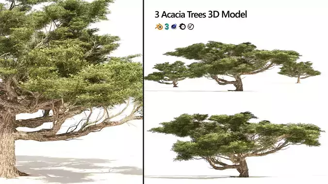 3 Acacia Trees Low-poly 3D model