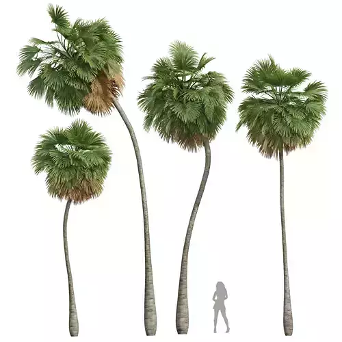 New Plant High detail Borassus Flabellifer Medium 3D model