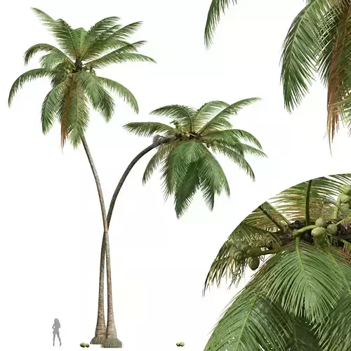 New Plant High detail Cocos Nucifera 3D model
