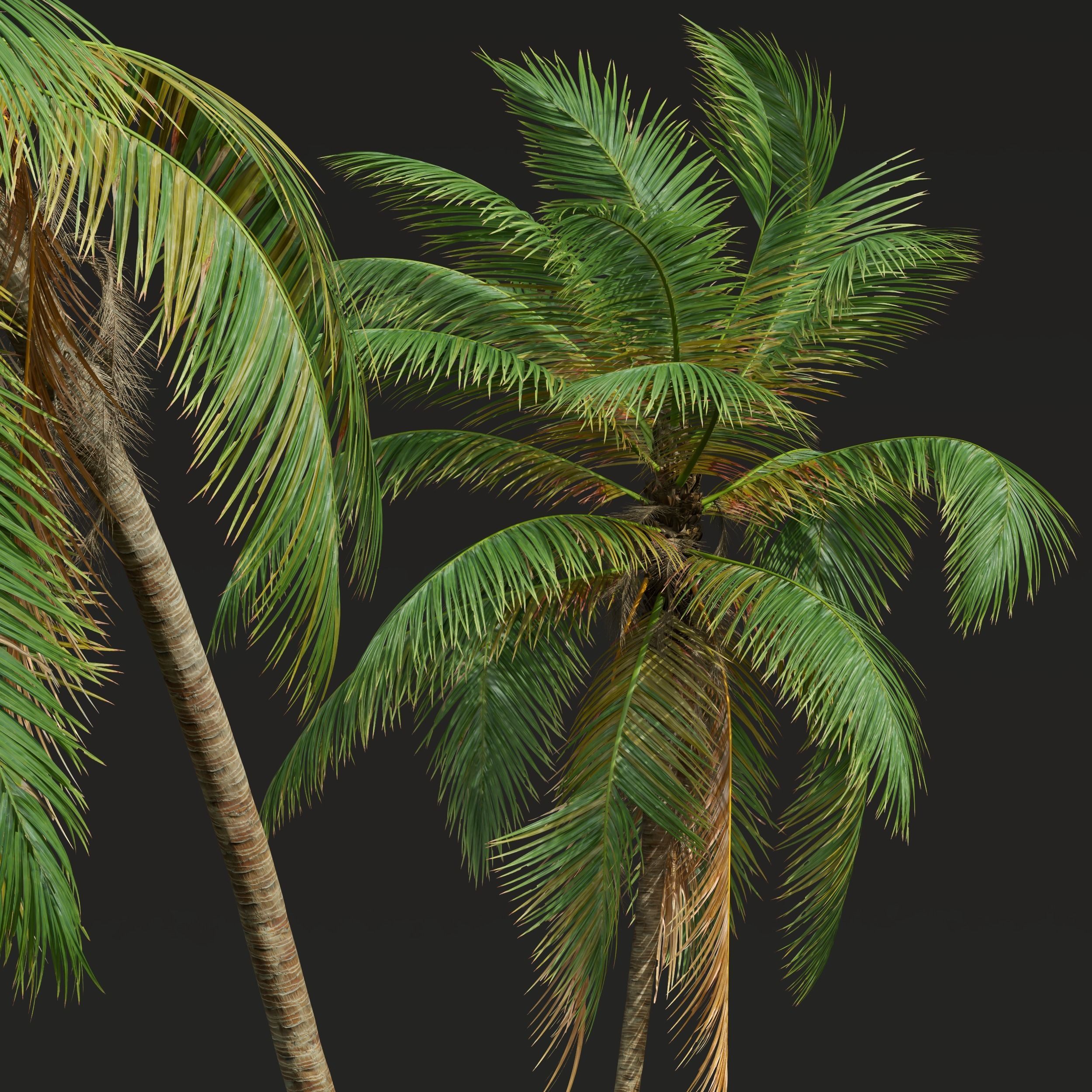 New Plant High detail Cocos Nucifera Windy 3D model_2