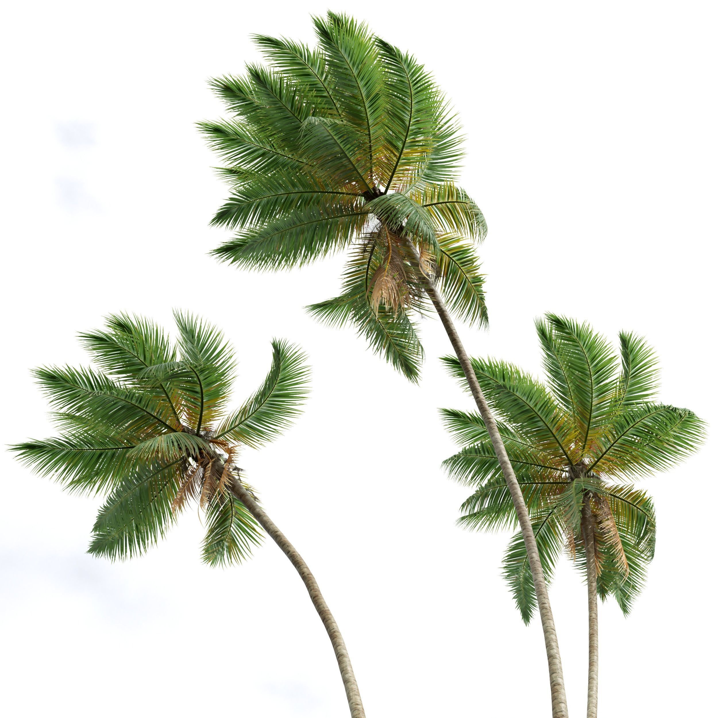 New Plant High detail Cocos Nucifera Windy 3D model_1
