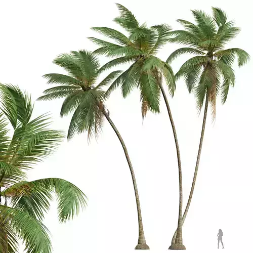 New Plant High detail Cocos Nucifera Windy 3D model