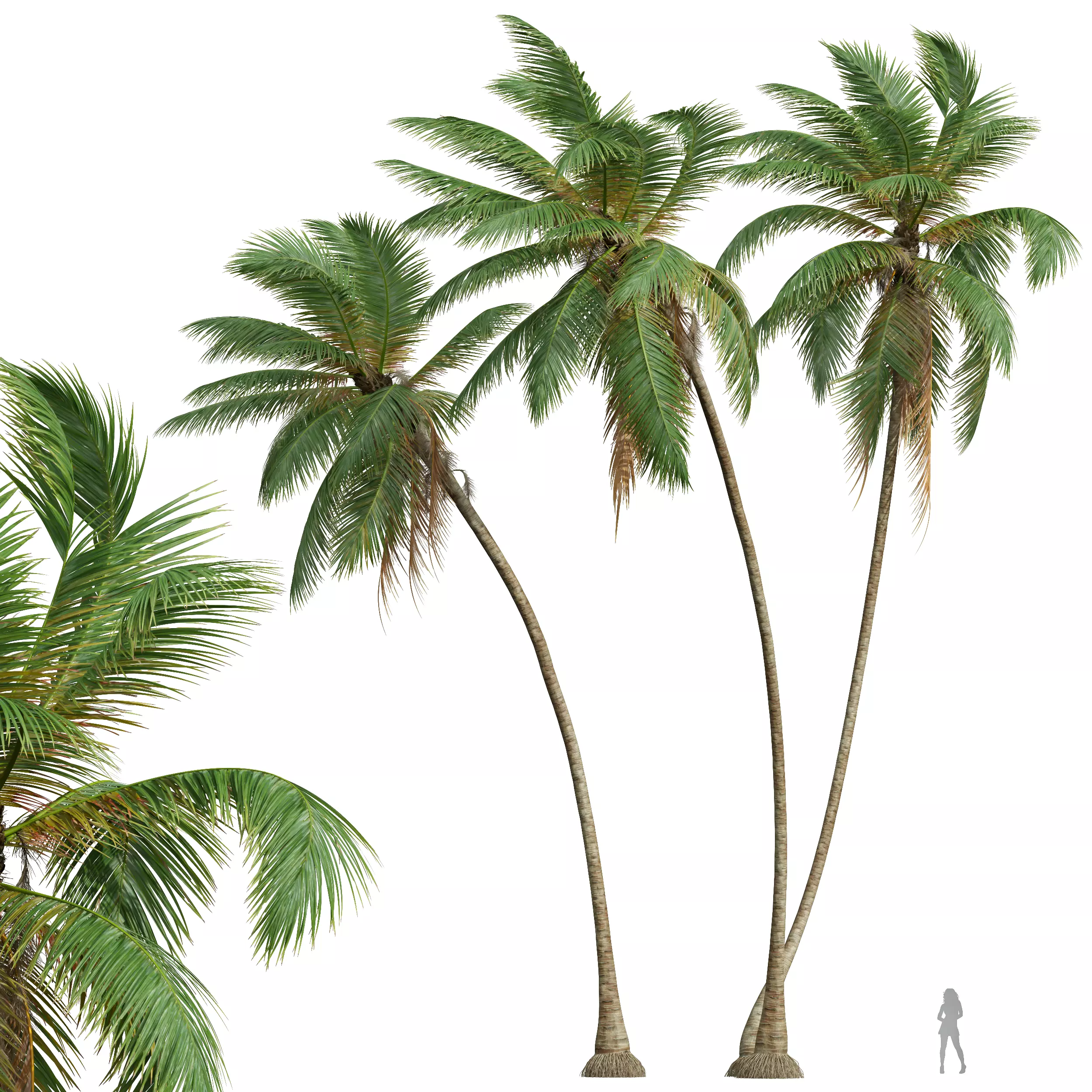 New Plant High detail Cocos Nucifera Windy 3D model_0