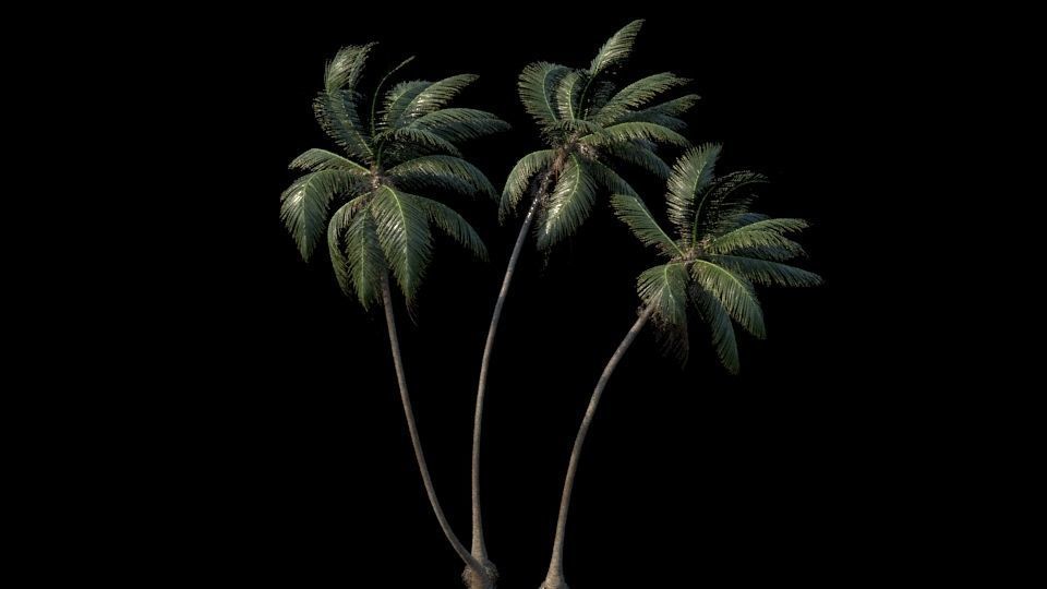 New Plant High detail Cocos Nucifera Windy 3D model_4