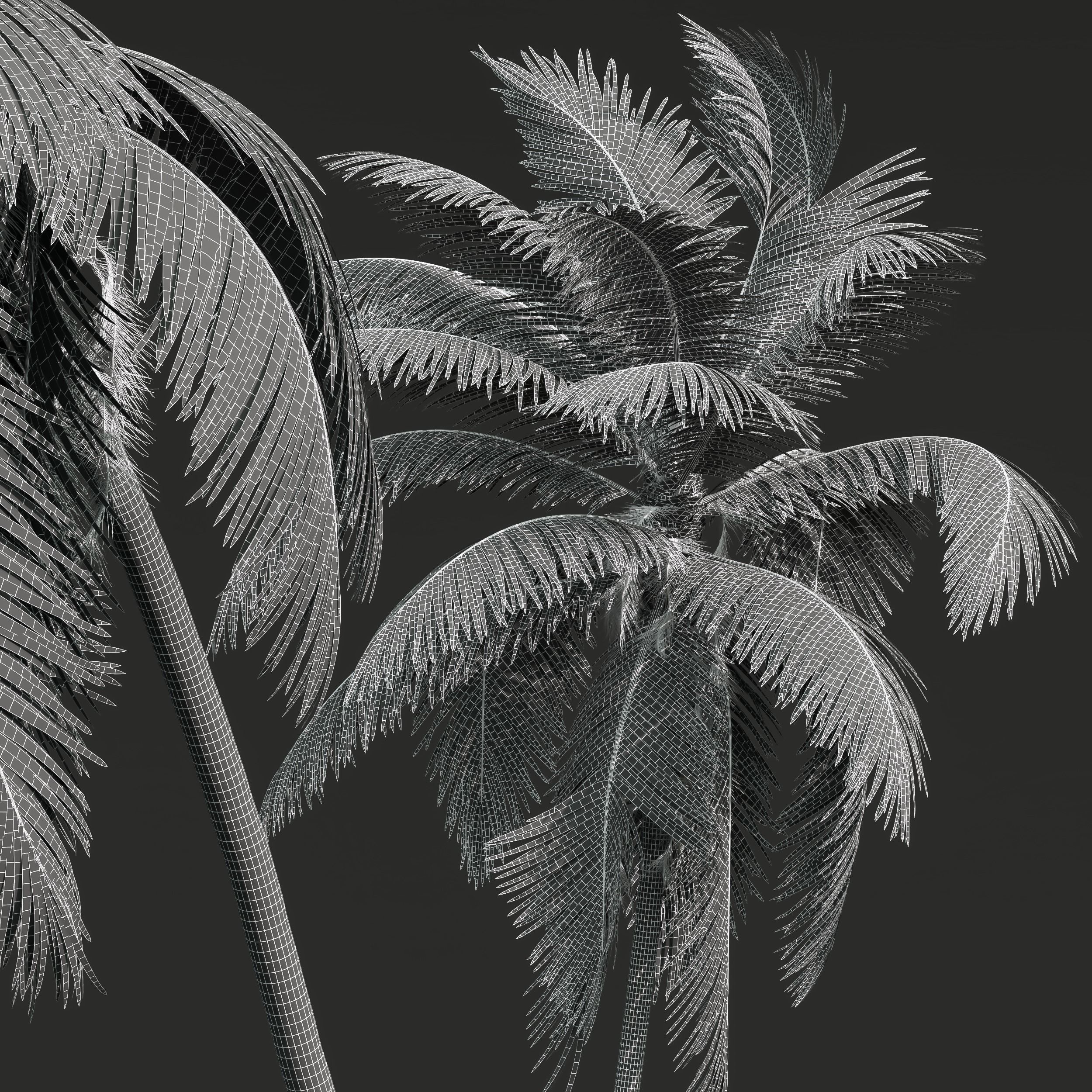 New Plant High detail Cocos Nucifera Windy 3D model_3