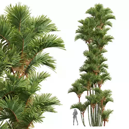 New Plant High detail Cyrtostachys Renda 3D model