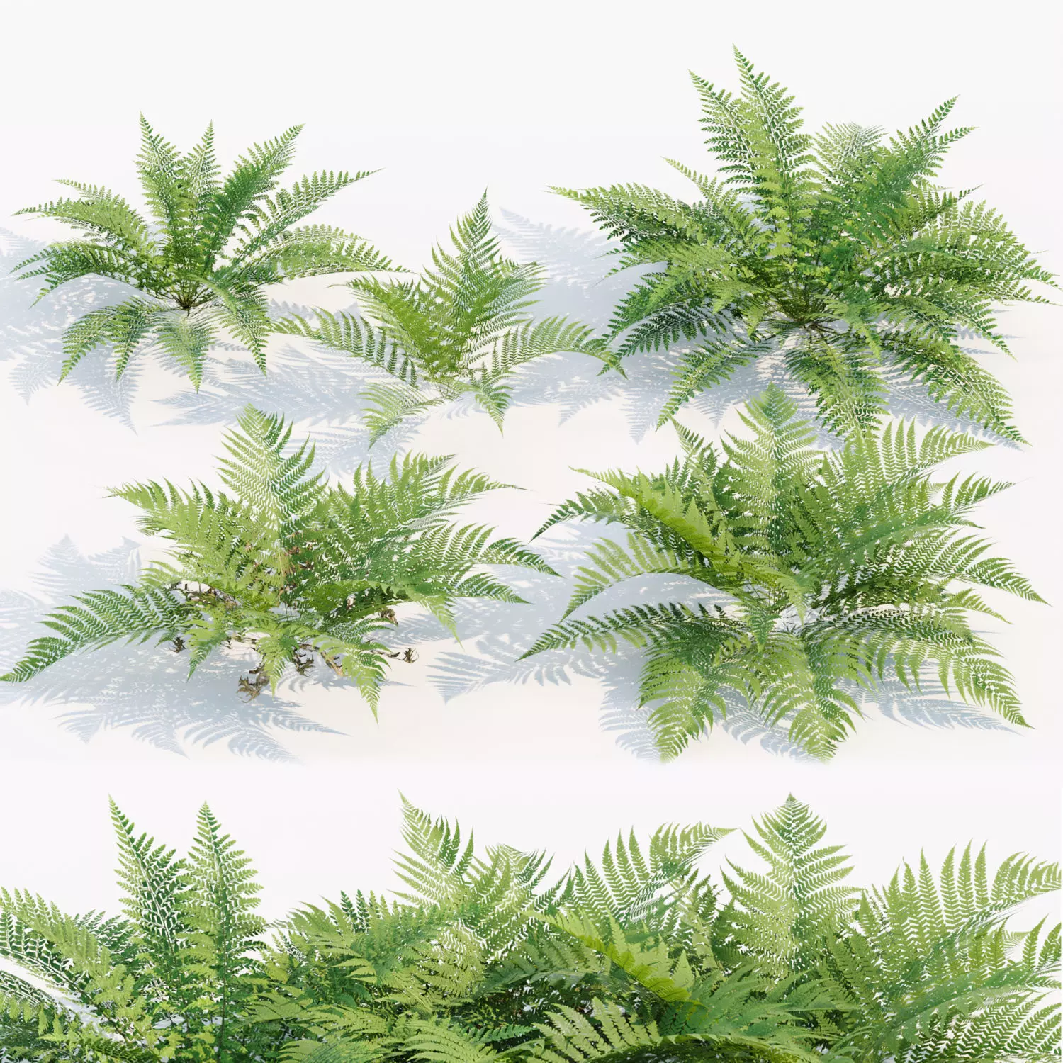 ferns collection vol 104 3D model