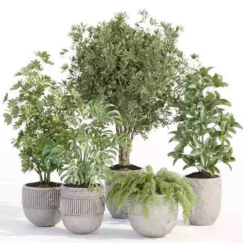 Indoor Outdoor Plants collection vol 105 3D model
