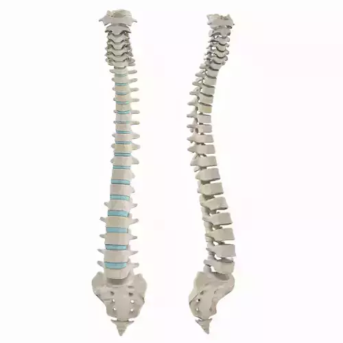 Spine with Ligaments 3D model