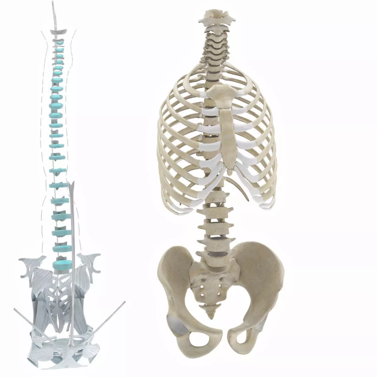 Rib cage with Ligaments 3D model