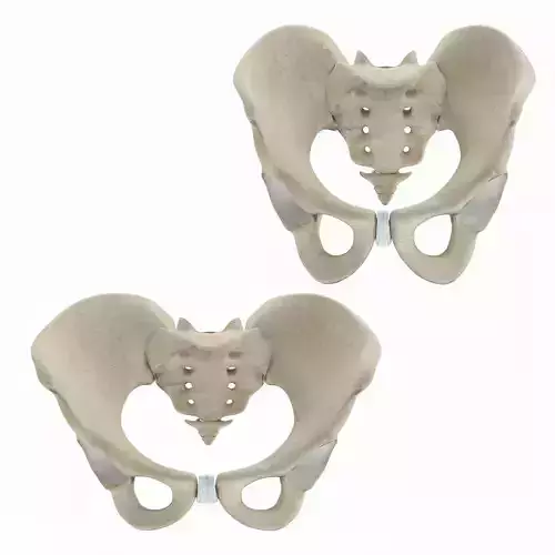 Female and Male Pelvis