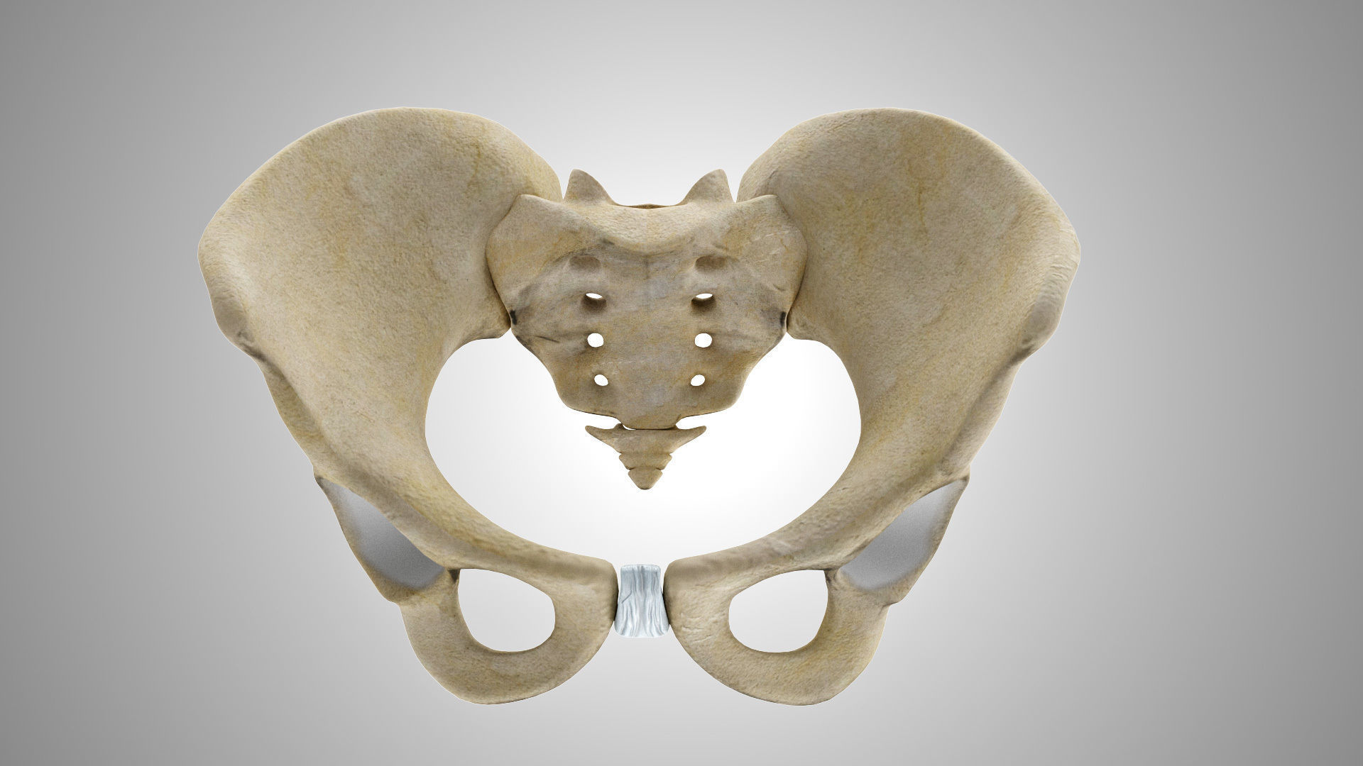 Female Pelvis 3D model_5