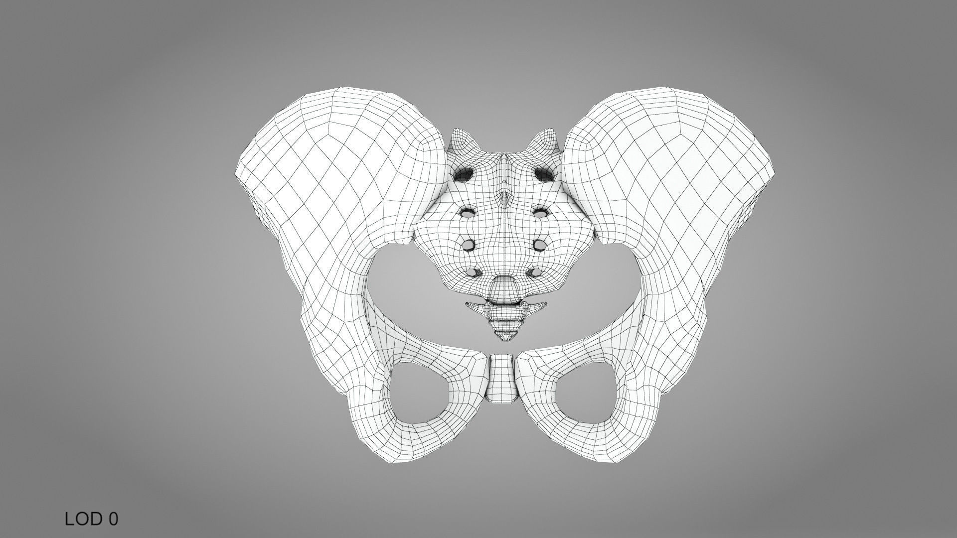 Female Pelvis 3D model_13