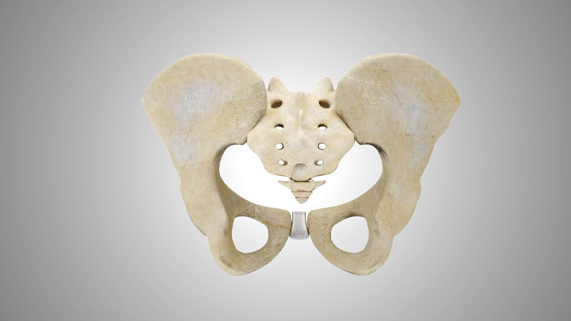 Female Pelvis 3D model_3