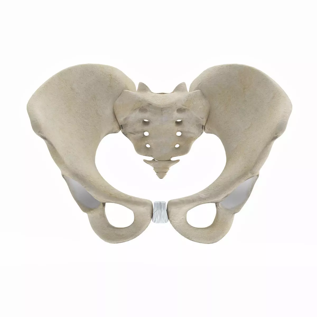 Female Pelvis 3D model_0